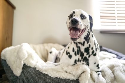 Best Dog Beds Australia