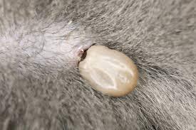 tick embedded in dog