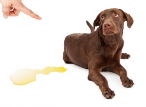 Lab being reprimanded for pup pee