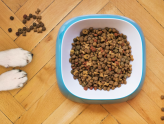 best dog food for sensitive stomachs