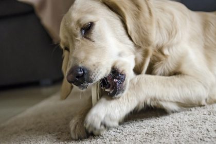 cleaning dog's teeth