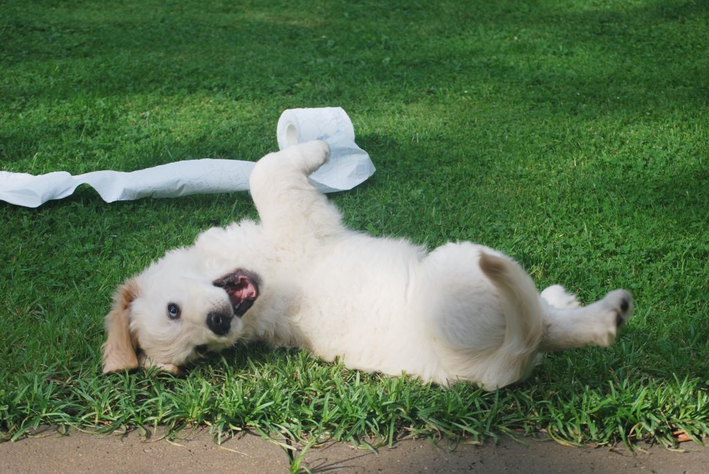hyperactivity in puppies