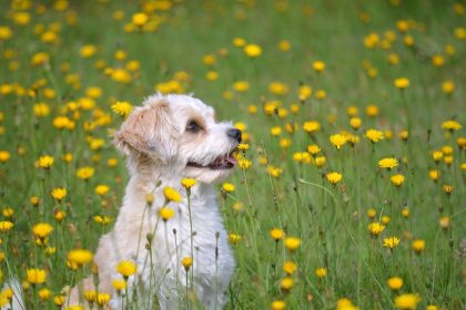 herbs for dogs